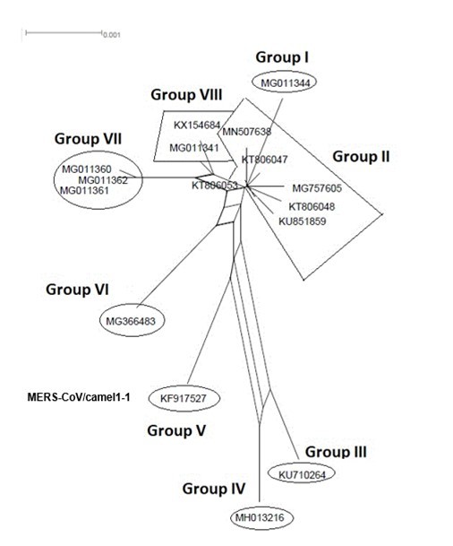 International Journal of Coronaviruses-evolution