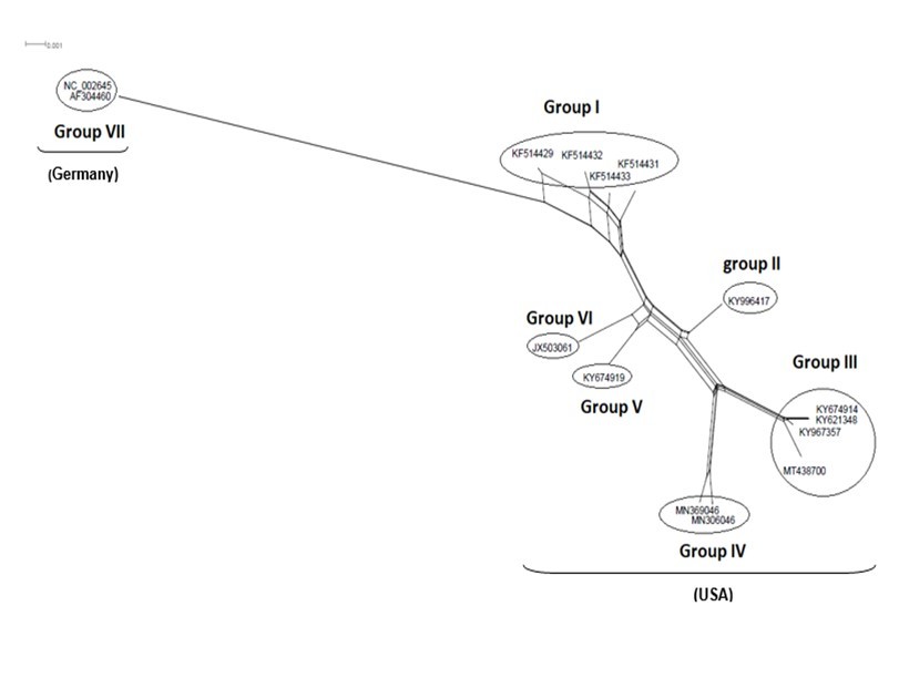 International Journal of Coronaviruses-evolution