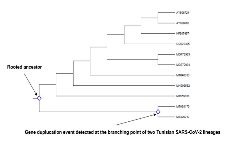 International Journal of Coronaviruses-evolution