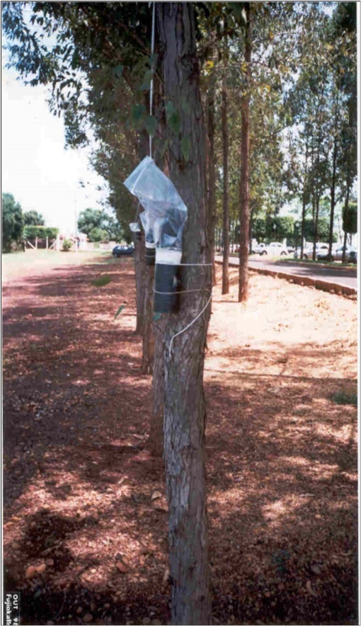 International Journal of Entomology -savana