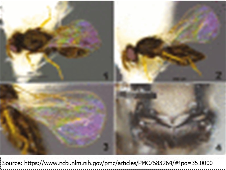 International Journal of Entomology -savana