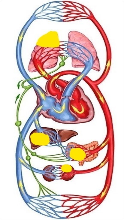 International Journal of Coronaviruses-pneumonia