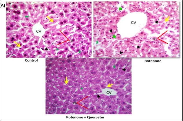 International Journal of Human Anatomy-Rotenone