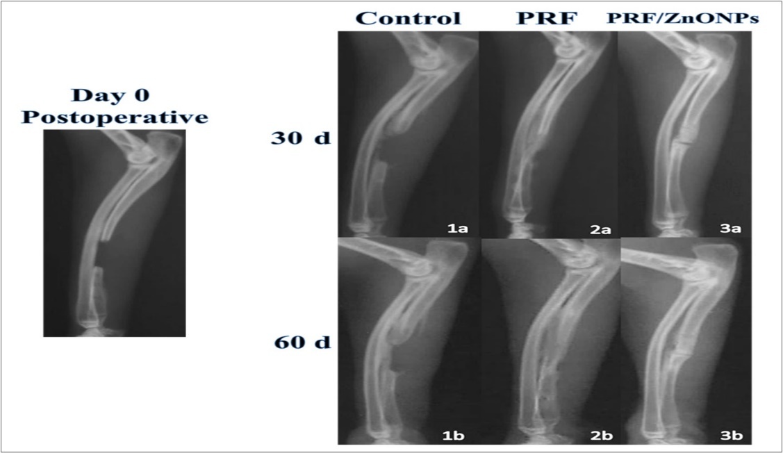 Journal of Veterinary Healthcare-Platelet Rich Fibrin