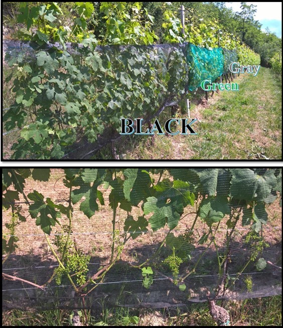 Journal of Agronomy Research-colored anti-hail nets