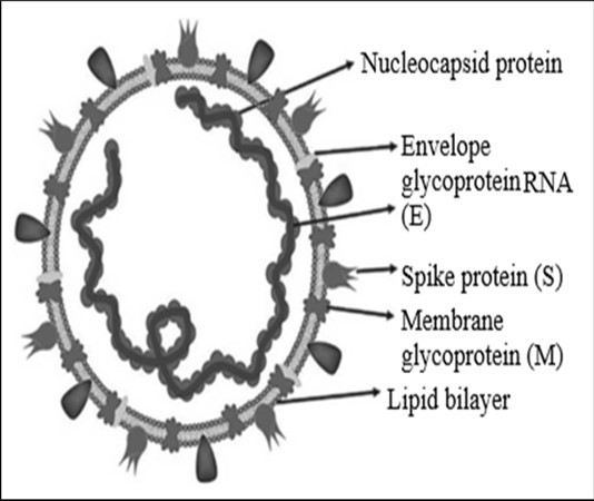 International Journal of Coronaviruses-SARS-CoV