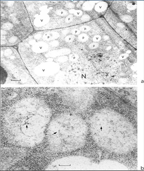 Journal of Plant Cell Development-Linum usitatissimum L