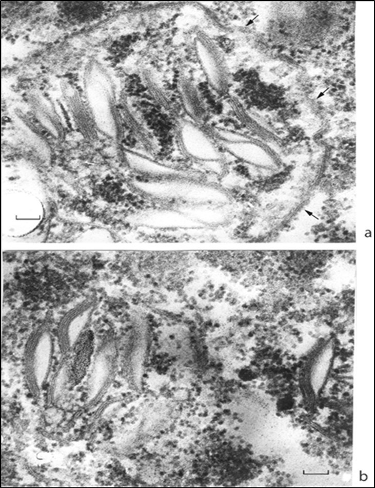Journal of Plant Cell Development-Linum usitatissimum L