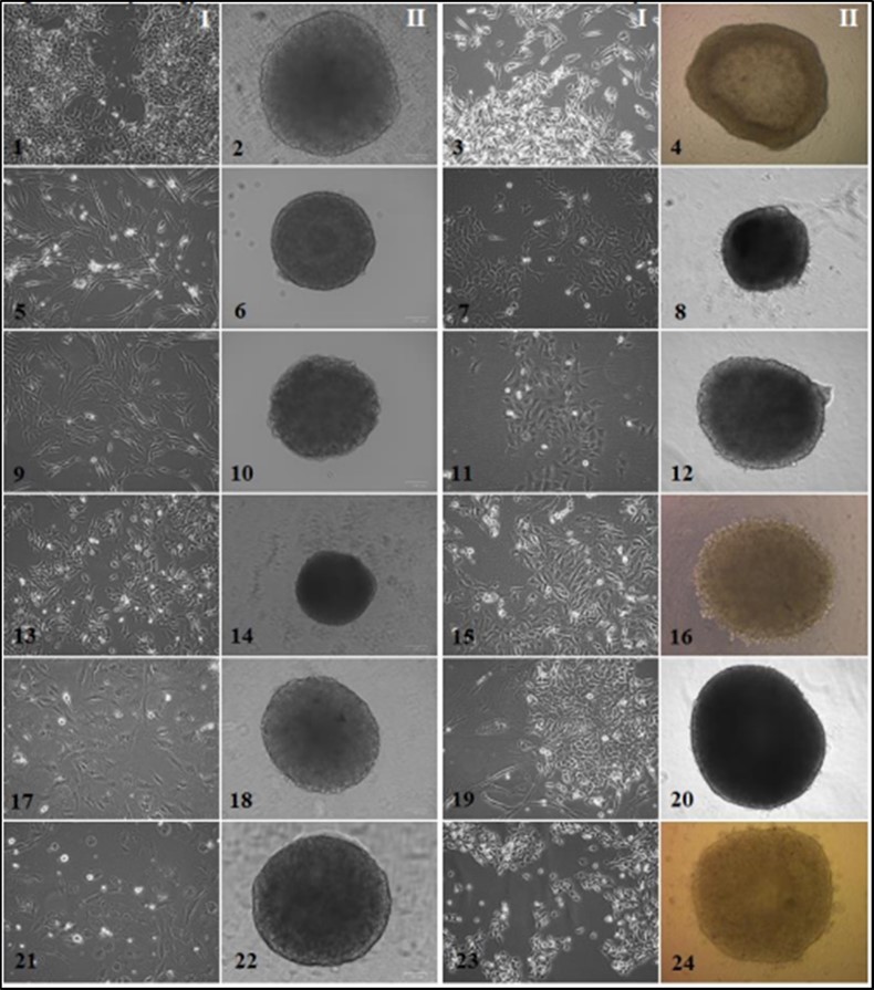 Journal of Hematalogy and Oncology Research-Spheroids
