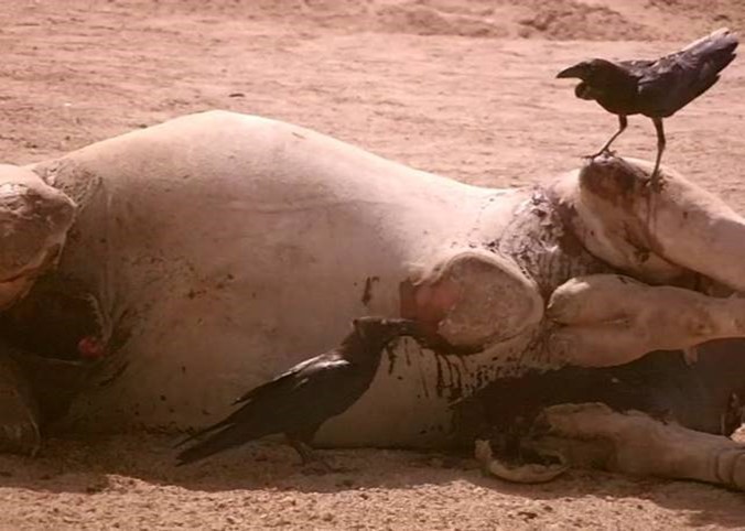 Journal of Wilflife-Lappet-faced vulture