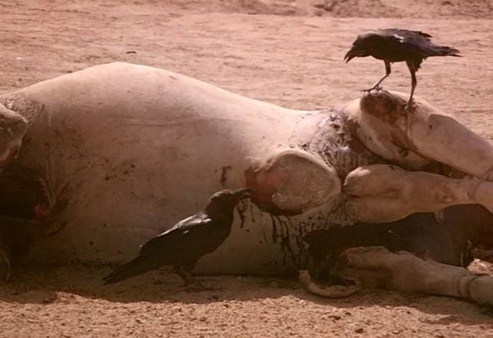 Journal of Wilflife-Lappet-faced vulture