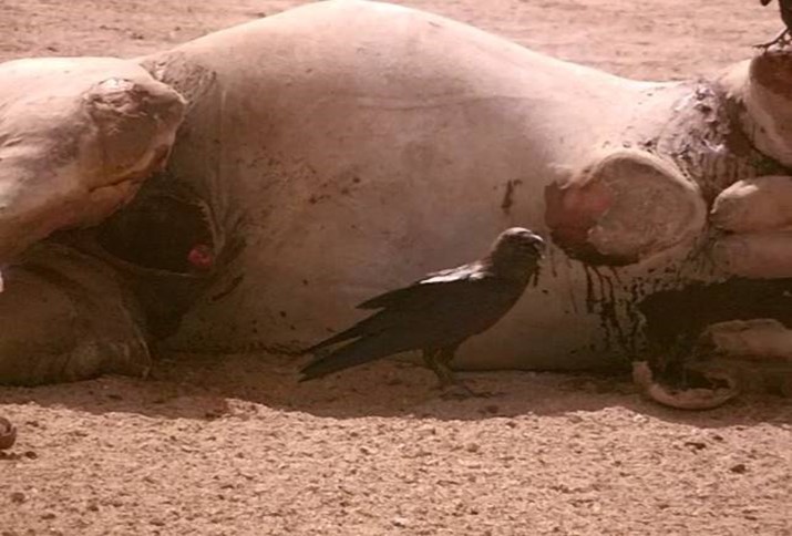 Journal of Wilflife-Lappet-faced vulture
