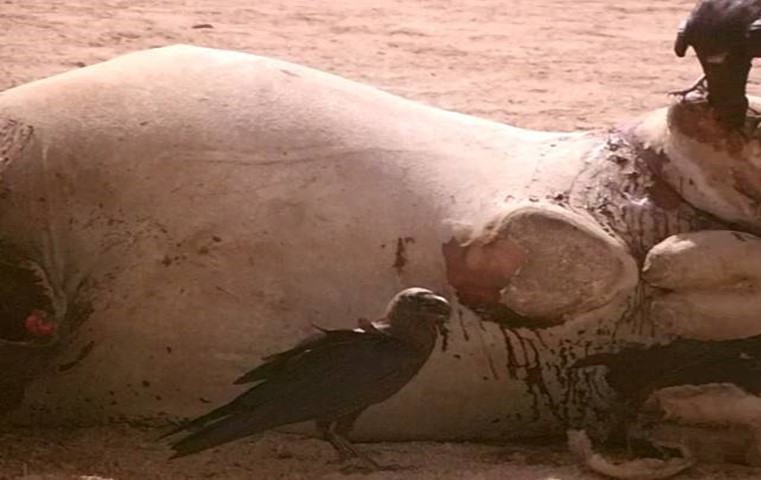 Journal of Wilflife-Lappet-faced vulture