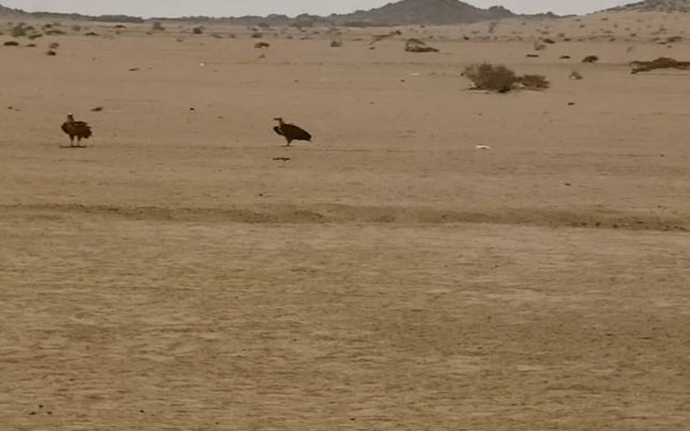 Journal of Wilflife-Lappet-faced vulture