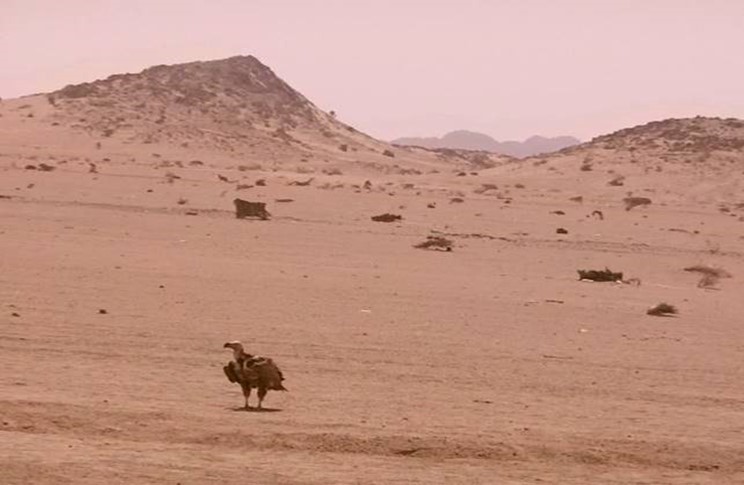 Journal of Wilflife-Lappet-faced vulture