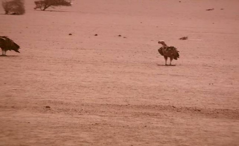 Journal of Wilflife-Lappet-faced vulture