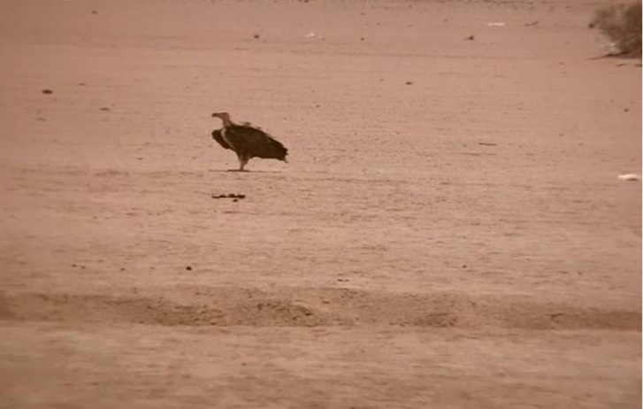 Journal of Wilflife-Lappet-faced vulture