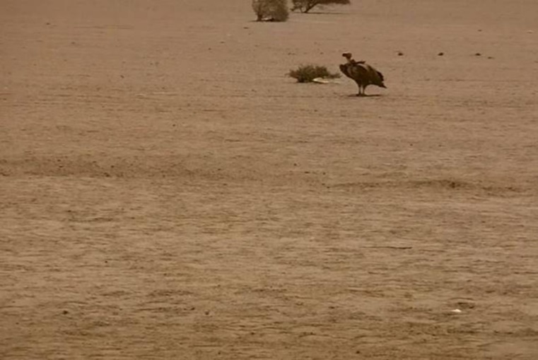 Journal of Wilflife-Lappet-faced vulture