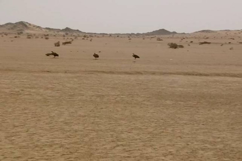Journal of Wilflife-Lappet-faced vulture