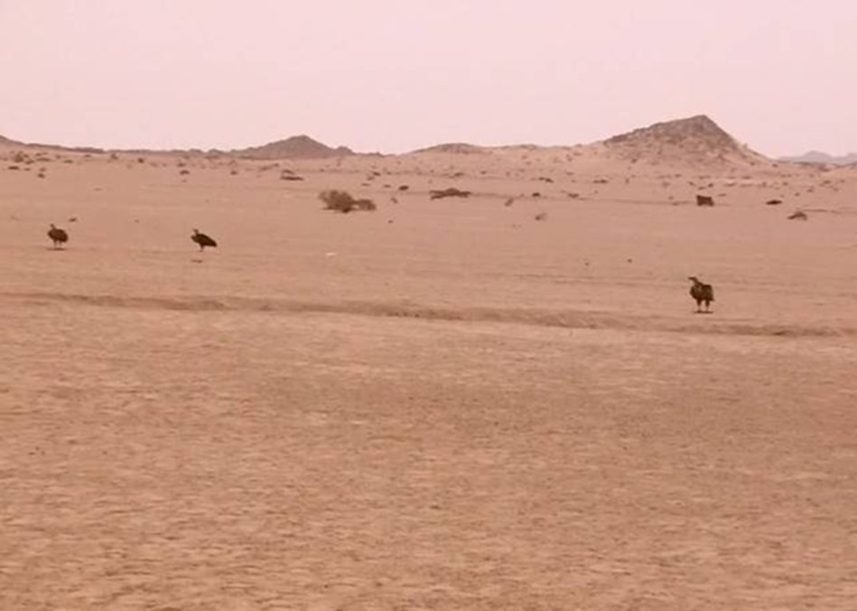 Journal of Wilflife-Lappet-faced vulture
