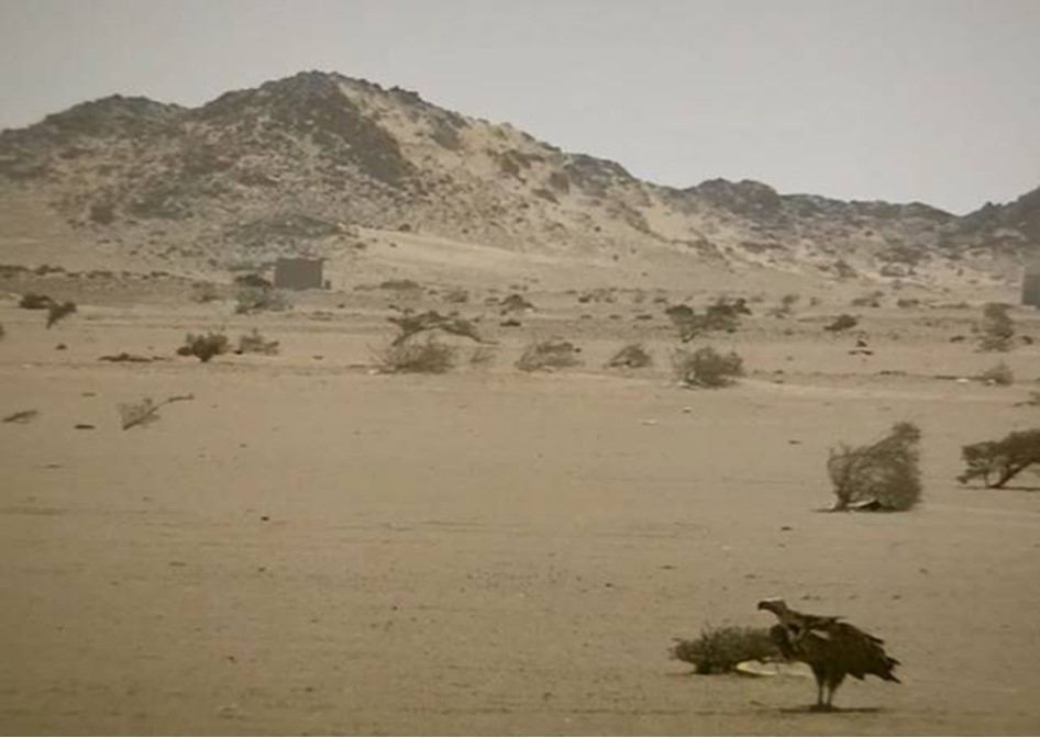 Journal of Wilflife-Lappet-faced vulture