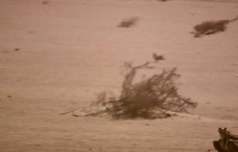 Journal of Wilflife-Lappet-faced vulture