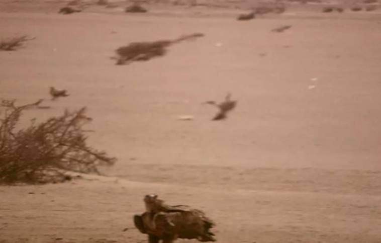 Journal of Wilflife-Lappet-faced vulture