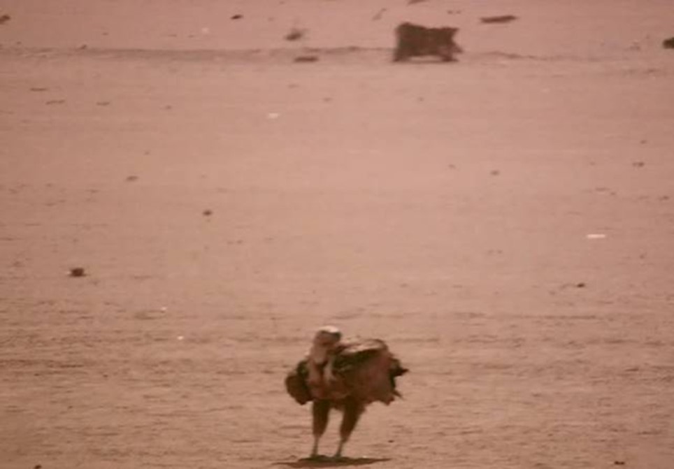 Journal of Wilflife-Lappet-faced vulture
