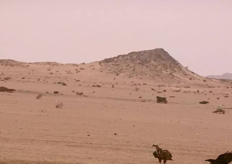 Journal of Wilflife-Lappet-faced vulture