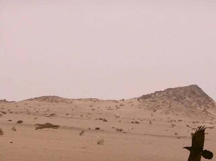 Journal of Wilflife-Lappet-faced vulture