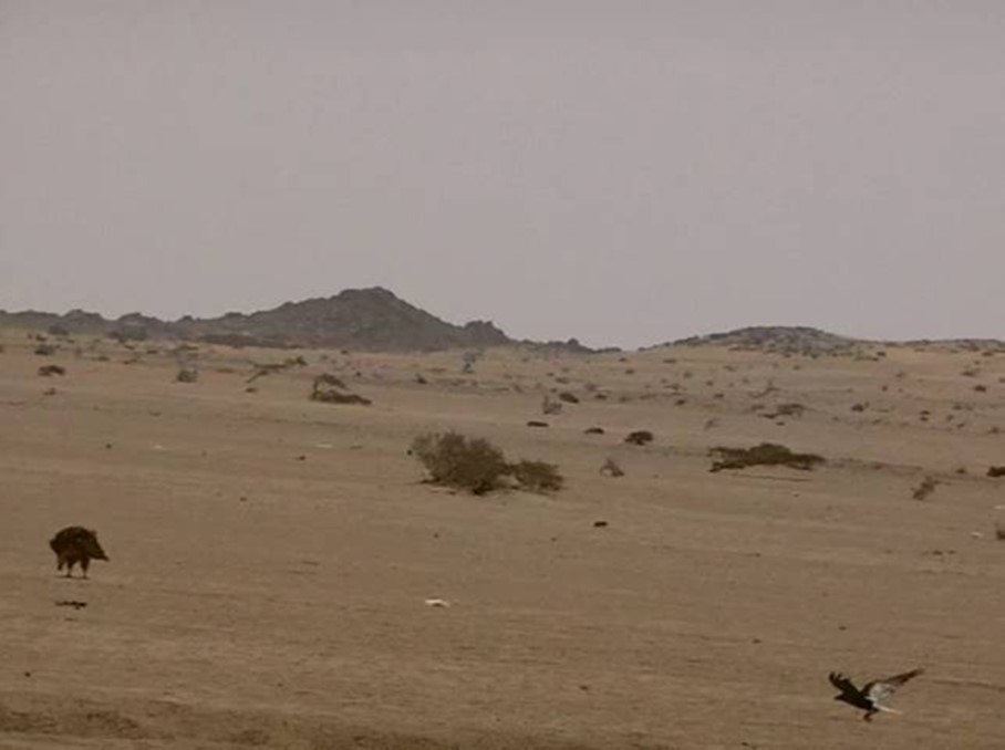 Journal of Wilflife-Lappet-faced vulture