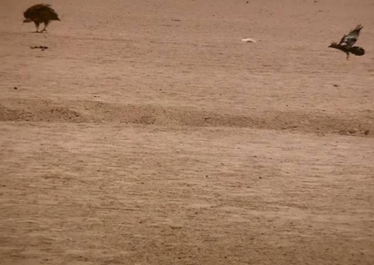 Journal of Wilflife-Lappet-faced vulture