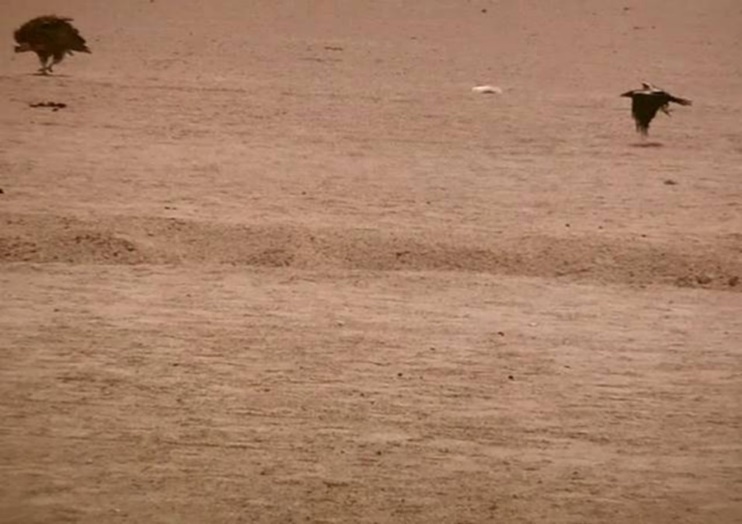 Journal of Wilflife-Lappet-faced vulture
