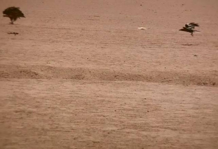 Journal of Wilflife-Lappet-faced vulture