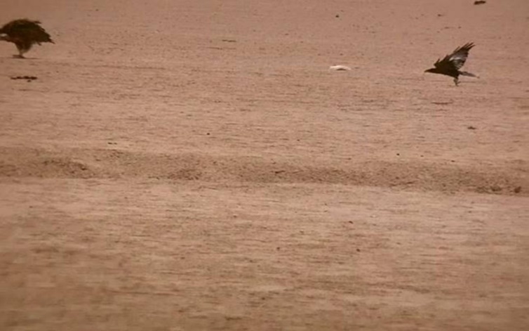Journal of Wilflife-Lappet-faced vulture