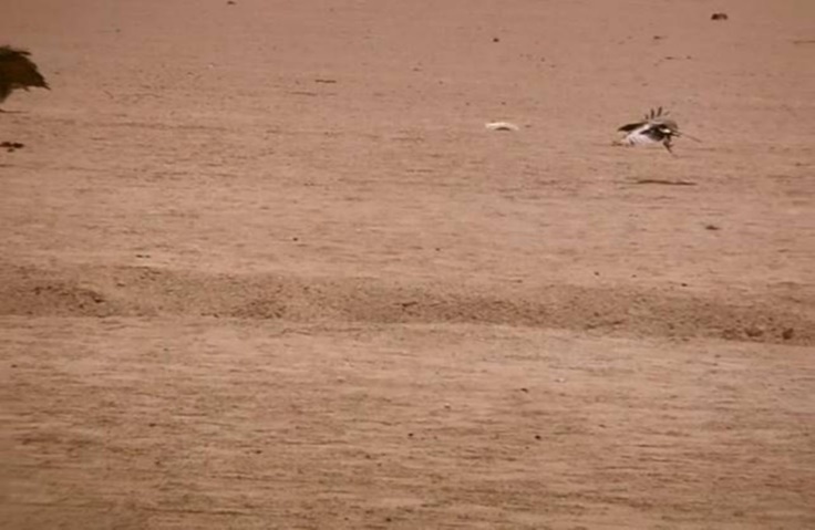 Journal of Wilflife-Lappet-faced vulture