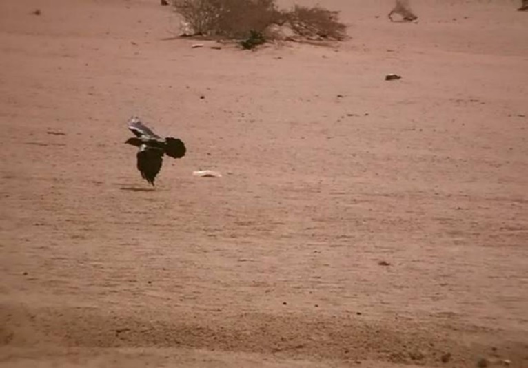 Journal of Wilflife-Lappet-faced vulture