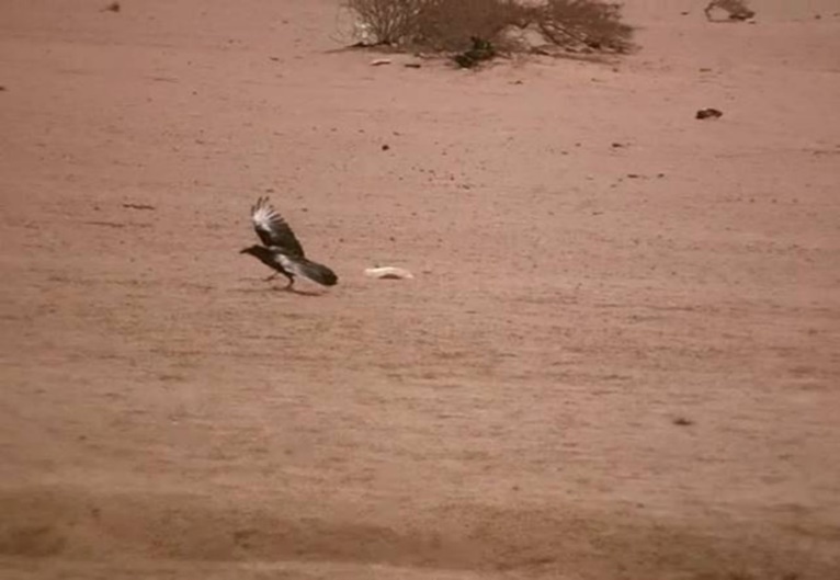 Journal of Wilflife-Lappet-faced vulture