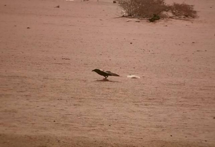 Journal of Wilflife-Lappet-faced vulture