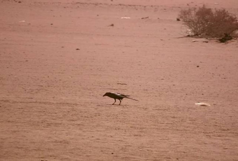 Journal of Wilflife-Lappet-faced vulture