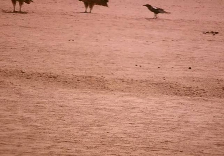 Journal of Wilflife-Lappet-faced vulture