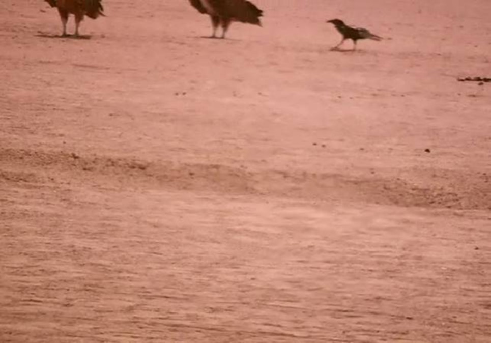 Journal of Wilflife-Lappet-faced vulture