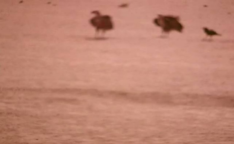Journal of Wilflife-Lappet-faced vulture
