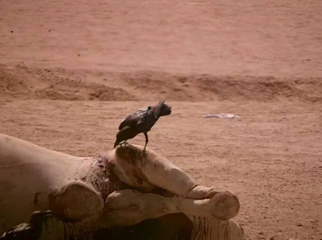 Journal of Wilflife-Lappet-faced vulture