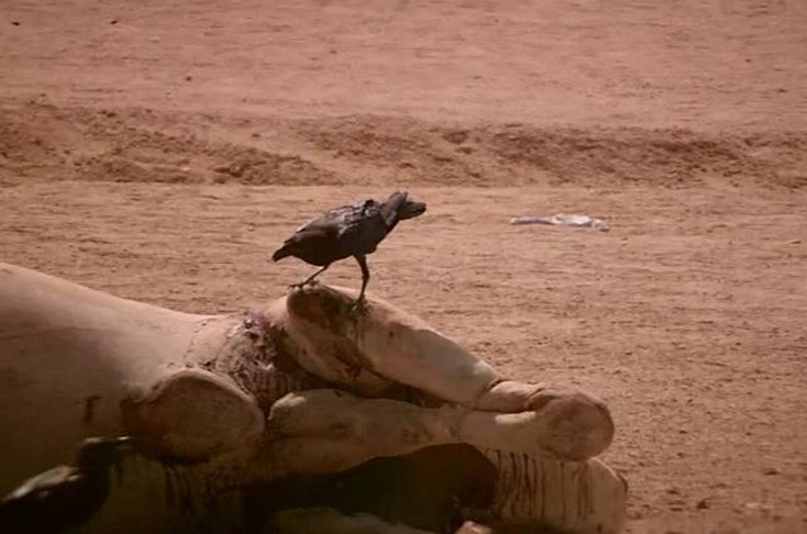Journal of Wilflife-Lappet-faced vulture