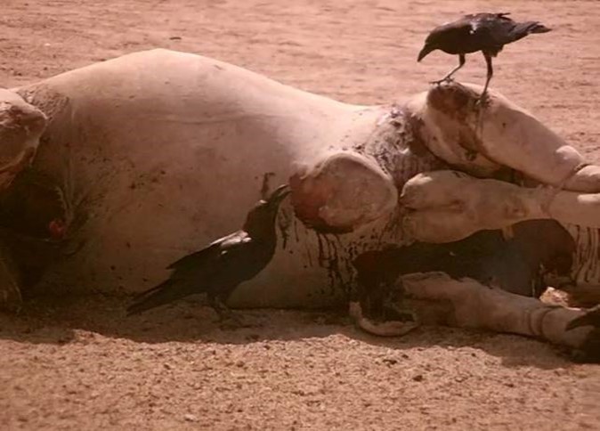 Journal of Wilflife-Lappet-faced vulture