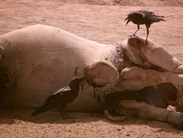 Journal of Wilflife-Lappet-faced vulture