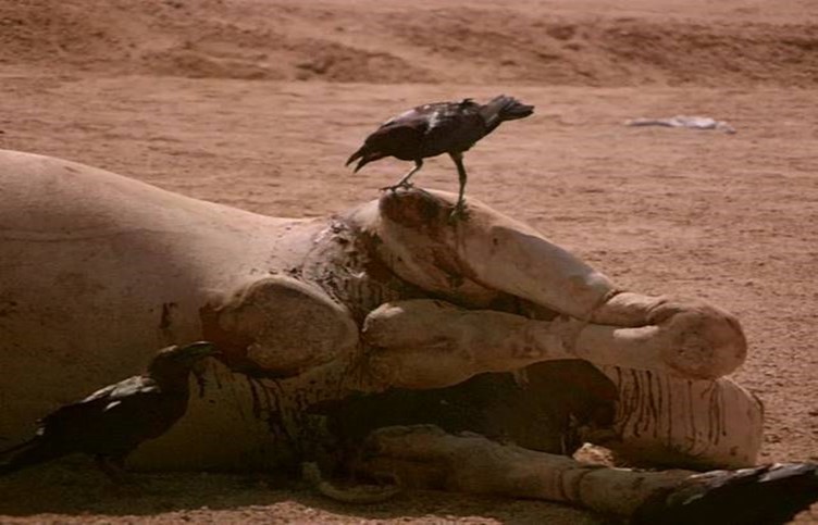 Journal of Wilflife-Lappet-faced vulture