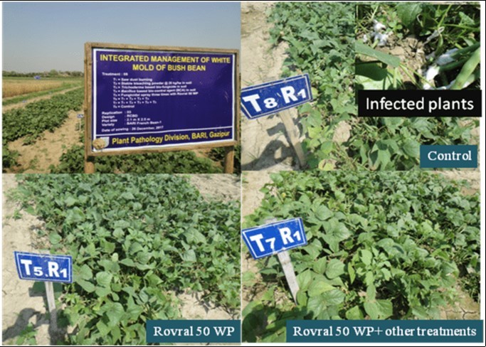 Journal of Plant Cell Development-Sclerotinia sclerotiorum¸ white mold