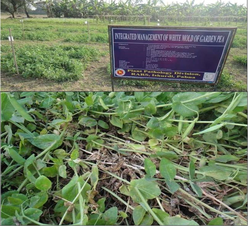 Journal of Plant Cell Development-Sclerotinia sclerotiorum¸ white mold